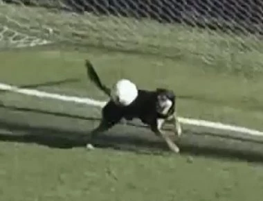 Η απόκρουση της χρονιάς έγινε από έναν σκύλο! (βιντεο)